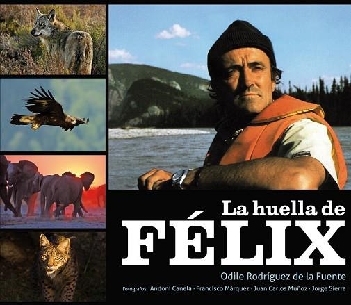 LA HUELLA DE FELIX | 9788425345685 | RODRIGUEZ DE LA FUENTE, ODILE | Llibreria Online de Vilafranca del Penedès | Comprar llibres en català