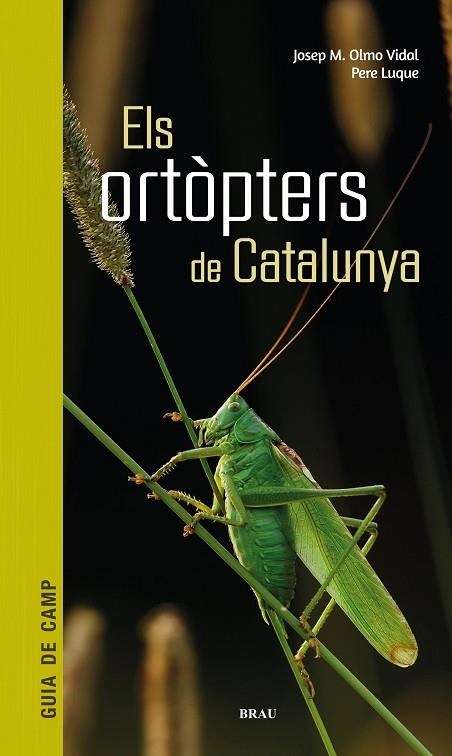 ELS ORTÒPTERS DE CATALUNYA | 9788418096266 | OLMO VIDAL, JOSEP M/LUQUE PINO, PERE | Llibreria Online de Vilafranca del Penedès | Comprar llibres en català